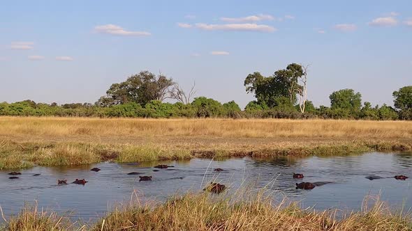 Pod of hippopotamus lie mostly submerged in Botswana's Okavango Delta