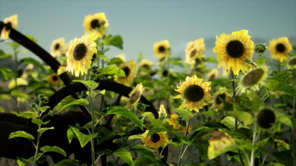 Old Vintage Style Scythe and Sunflower Field