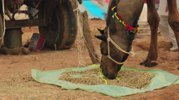 Camels at the Pushkar Fair Also Called the Pushkar Camel Fair or Locally As Kartik Mela