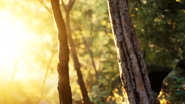 Rays of Bursting Sunlight in a Misty Forest