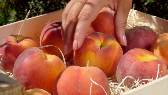 Hand Takes Ripe Juicy Peach From a Wooden Box