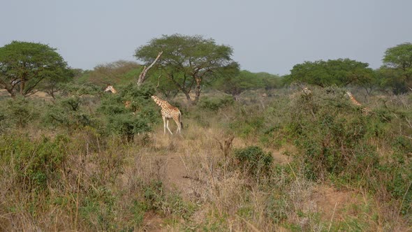 Many Wild African Giraffes Walking On The Savannah Among The Bushes And Acacias