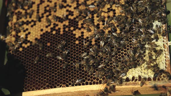 Frames of a Bee Hive