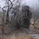 Rain highlights stark nature of this lone elephant in African bushveld - VideoHive Item for Sale