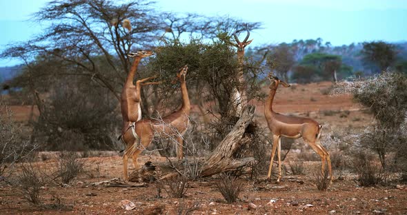 Gerenuk or Waller's Gazelle, litocranius walleri, Female standing on Hind Legs