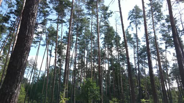 Trees in the Forest During the Day