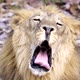 male lion face close up - VideoHive Item for Sale