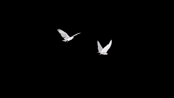 Two White Doves - Flying Round - Transparent Loop