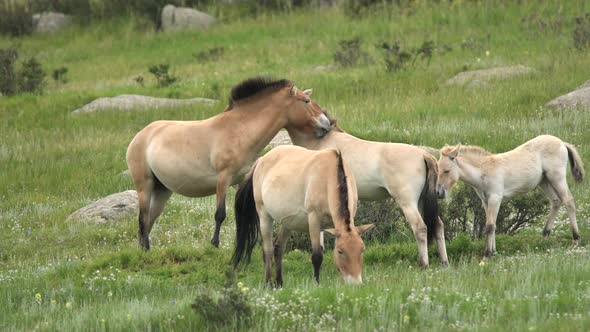 Wild Przewalski Horses in Natural Habitat in The Geography of Mongolia