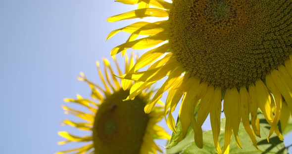 Beautyful Sunflowers