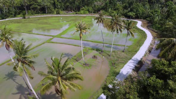 Aerial view coconut trees grow