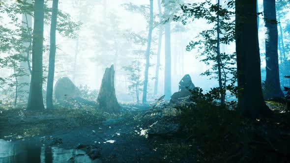Morning Fog in Deep Forest