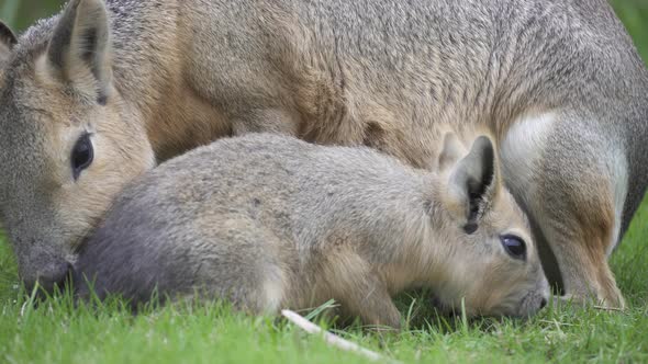 Close-up of adult and baby patagonian mara feeding on green grass