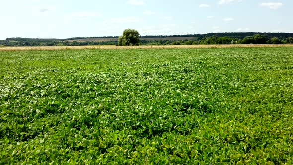 Aerial Drone View Flight Over a Field of Green Grass on a Sunny Summer Day