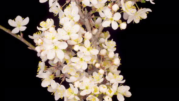 White Flowers Blossoms on the Branches Cherry Tree