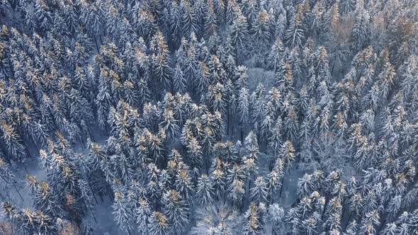 Aerial Top Down Sunny Morning in Winter Forest Snow Covered Treetops Lit with Sun Beams