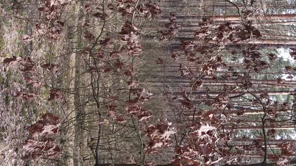 Vertical Video of Trees in a Pine Forest Slow Motion