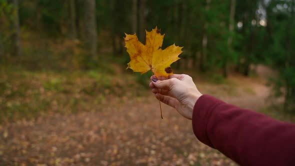 Autumn Forest of Woman Holding Maple Leaf in Hand While Standing in Fall Wood During Travel Spbas