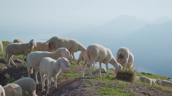 Sheep Over the Mountains at Lake Garda