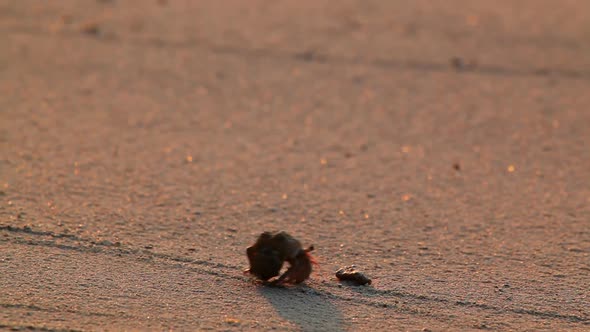 Hermit Crab Passing Screen