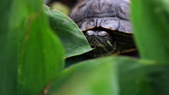 Green Turtle in Leaves. Green Plants and Striped Tortoise Looking at Camera on Blurred Nature