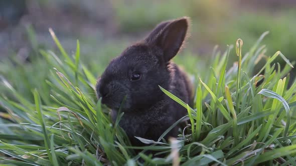 Image of Two Grey Rabbits in Green Grass Outdoor