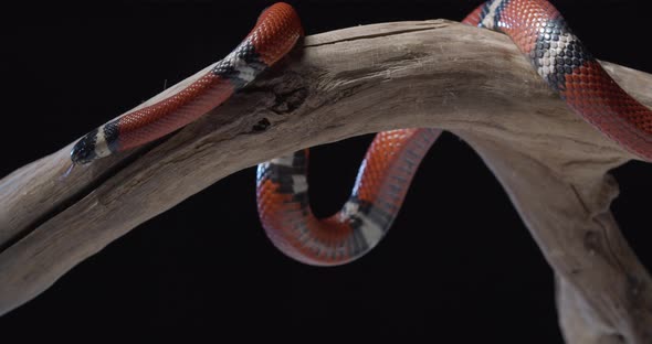 Dangerous Wildlife Coral Snake Crawling on a Tree Branch Sticking Tongue Out