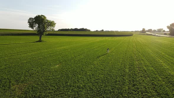 Lonely three in Minnesota country side, corn fields, aerial view