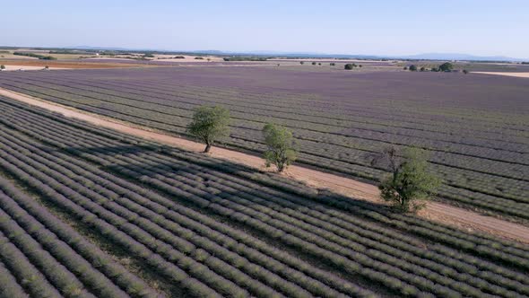 Aerial shot of the best lavender fields in Provence, France - Valensole plateau