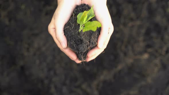 Plant In Hand