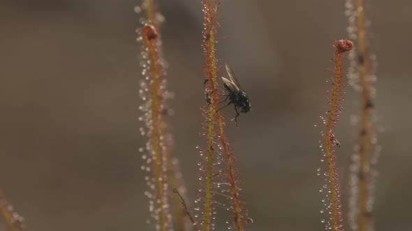 Fly stuck at sticky filament of carnivorous plant (Drosera) tries to clean itself