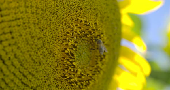 Bee On Sunflower