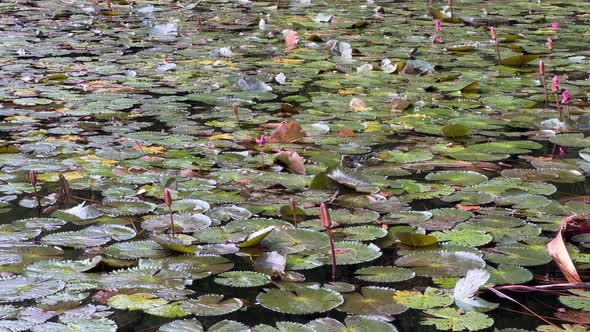 Aquatic australian water dragon, intellagama lesueurii rapidly swim across the pond full of lily pad