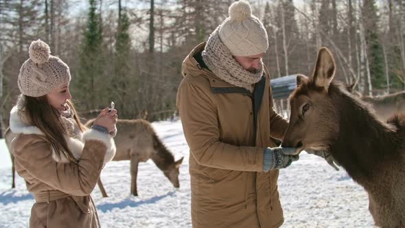 Couple Taking Pictures With Deer