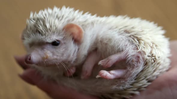 little white hedgehog, energetic pet albino hedgehog pet indoors