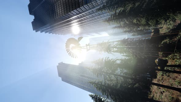 Forest Hillside and City alt