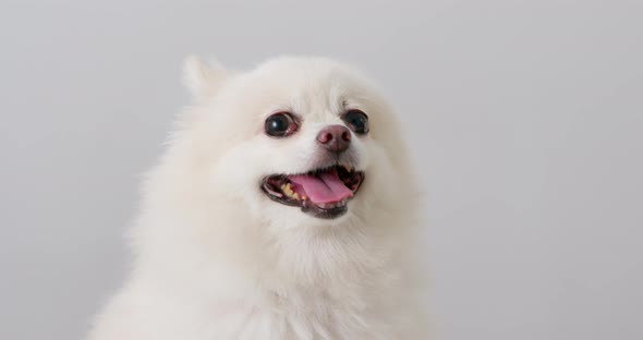 White pomeranian barking 