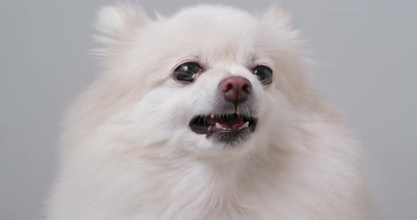 Pomeranian Dog Getting Angry