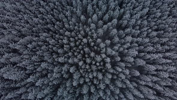 Aerial Flying Up over Mountain Winter Pine Forest