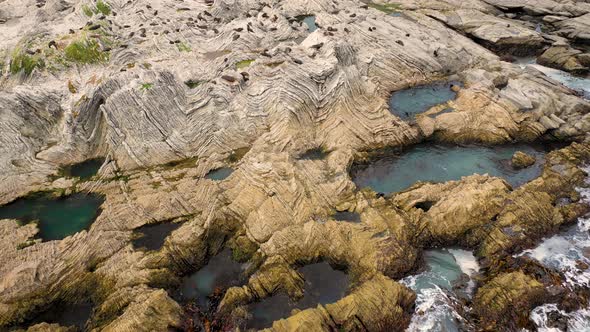 Aerial view of group of Seals at Kaikoura Colony, Canterbury, New Zealand.