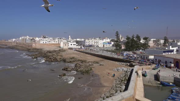 Seagulls Over Essaouira City in Morocco