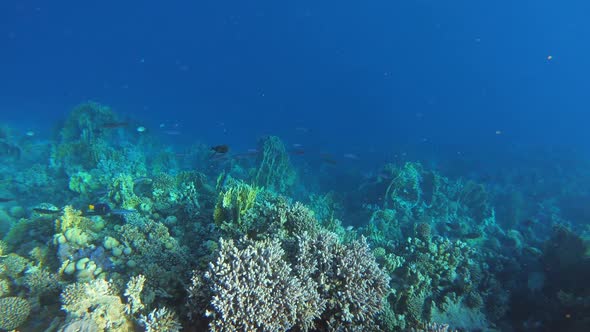 Many Fish Swim Among Corals in the Red Sea Egypt