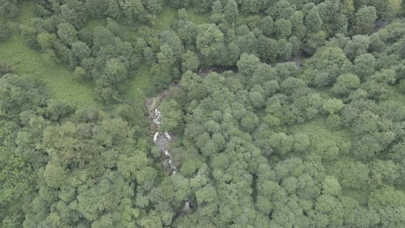 Mtirala National Park from drone, Adjara, Georgia. Flying over subtropical mountain forest