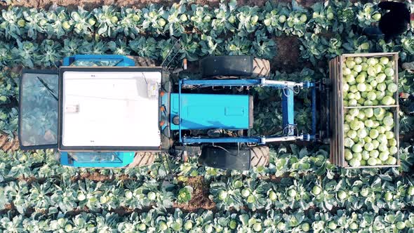 Top View of a Tractor with a Box Getting Loaded with Cabbage