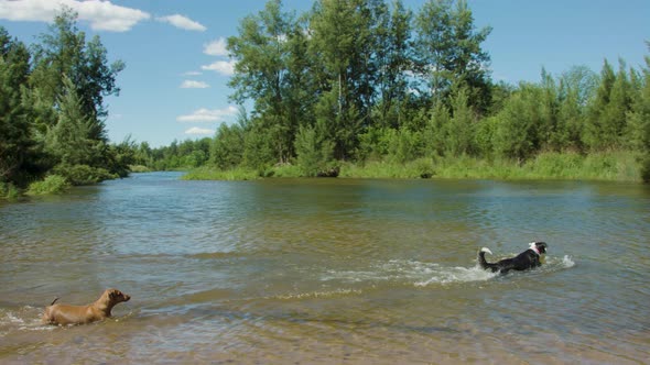 Wide panning shot of a border collie and a sausage dog playing fetch in the Hawkesbury River in slow