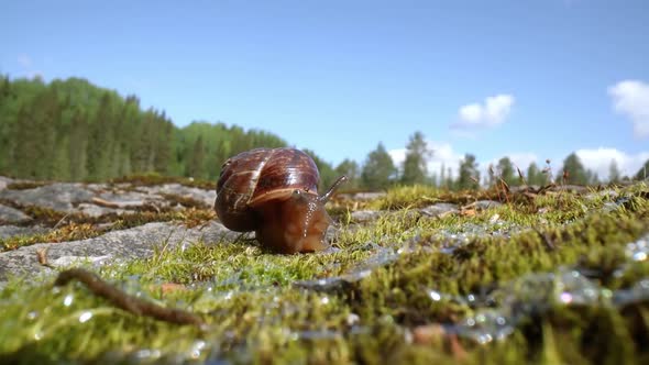 Snail Slowly Creeping Macro Closeup