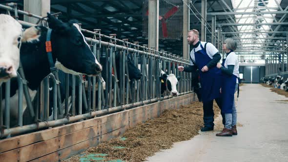 Two Specialists are Communicating with the Cows in the Farm