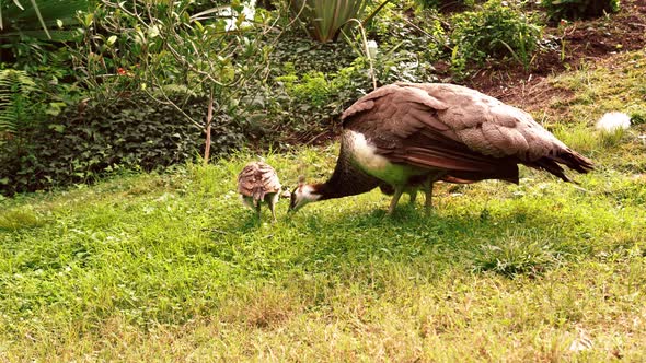 Mother peafowl with babies feeding in zoo. Pavo cristatus