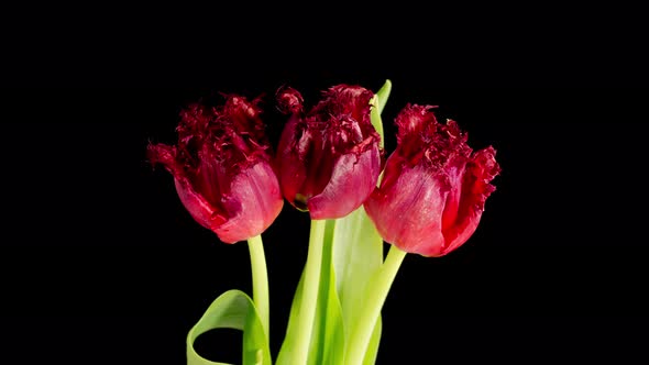 Timelapse of Red Tulips Flowers Opening