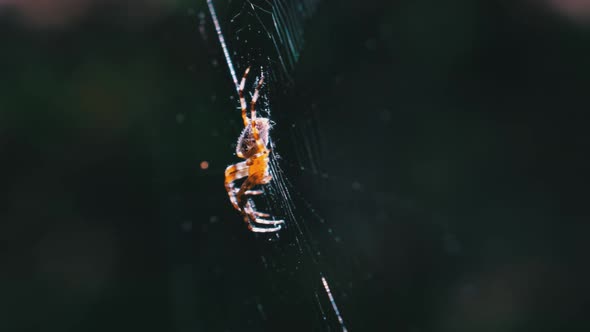 Spider Araneus Closeup on a Web Against a Background of Green Nature